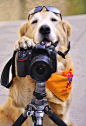 别小瞧我哦 我是摄影师
 #金毛犬 萌 狗#