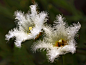 金银莲花（Nymphoides indica ）