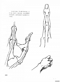 Ni懂否采集到伯里曼人体结构