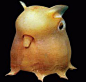 Dumbo Octopus
小飞象章鱼
小飞象章鱼，因其外貌酷似迪斯尼动画片中的小飞象而得名，这种章鱼生活在极深的海下，是最珍贵稀少的章鱼种类。