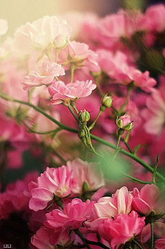 月光漫过珍珠的夏采集到花开不夏