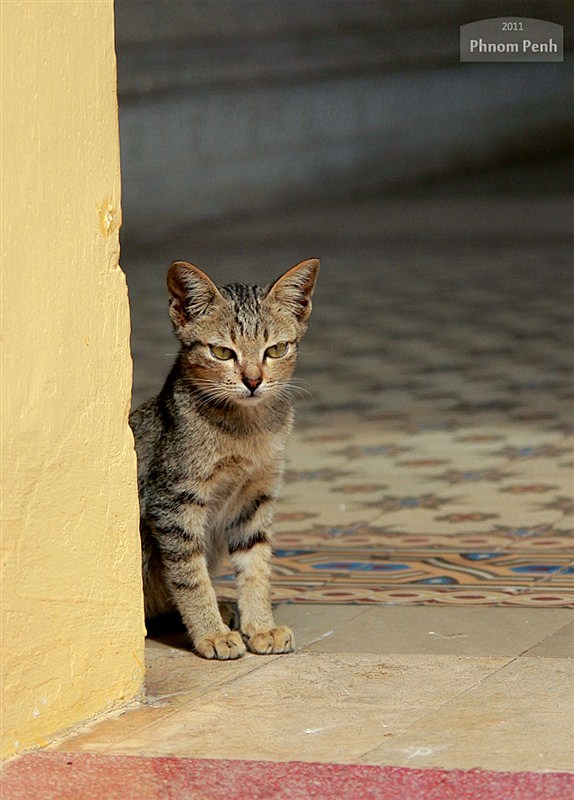 金边皇宫的猫