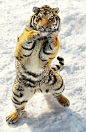 Tiger Boxer by *Eltasia