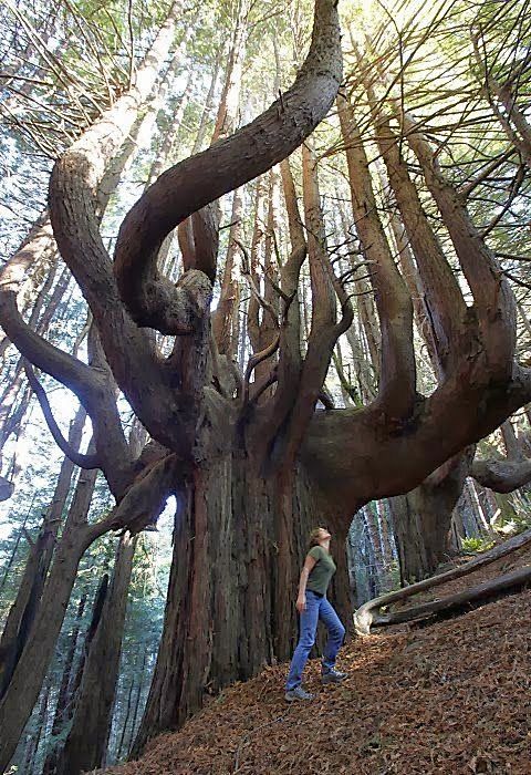 Redwood forest: Redw...