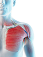 Male shoulder anatomy, illustration