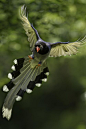 Taiwan Blue Magpie: 