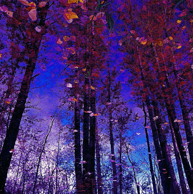 紫树林
