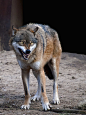 angry wolf