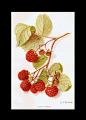 全部尺寸 | Eaton Raspberry 1906 USDA Field Trial Botanical Illustration | Flickr - 相片分享！