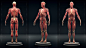 Ecorche, Vladislav Laryushin : Hello! Studying the anatomy, decided to blind the Ecorche. I tried to work out each muscle separately. This is a pretty useful practice. After molding, a lot of body orientations settled in my head, which will help me in fut