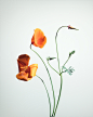 Joel Stans Photography | POPPIES | 17 : Joel Stans is an editorial and commercial still life photographer currently based in London and New York.