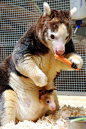 Endangered Tree Kangaroo With Baby In Pouch