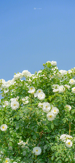 淡墨浅秋采集到「一花一世界」