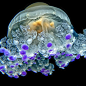 Jellyfish | ~*~ Life in the Deep Blue Sea ~*~