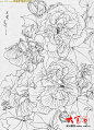 花白描的搜索结果_百度图片搜索