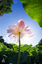 Photograph 荷花 lotus in fisheye by leon lee on 500px_背景素材 _急急如率令-B49416754B- -P2418882722P- _T201956 ?yqr=10174361# _Visual-节气视觉采下来_T201956 