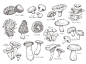 森林蘑菇素描。 复古植物，雕刻蘑菇。 孤立的鸡油菌香菇香菇，美味的烹饪成分矢量集。 菌类和鸡油菌，可食用素描蔬菜插图