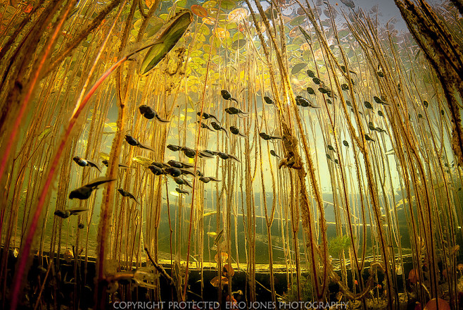 风光摄影：沼泽之心