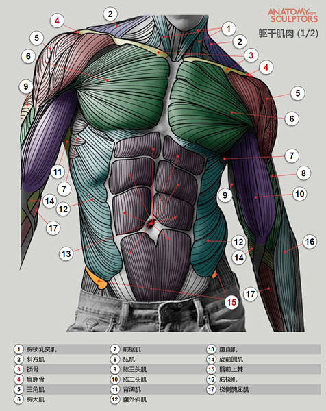 【教程】人体肌肉结构
