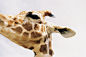 Keep calm as a giraffe. (by . Entrer dans le rêve)