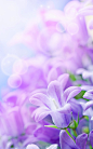 紫烟 #花卉#