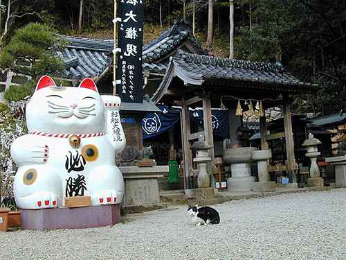 日本兴起“猫咪经济学” 宠物猫数量首超宠...