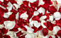 flower petals flowers wallpaper (#1614033) / Wallbase.cc