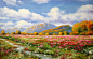 朝鲜油画 张光哲《路边的花田》一级艺术家 - 拍卖