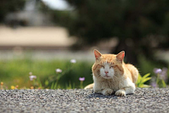 青山雀采集到猫岛