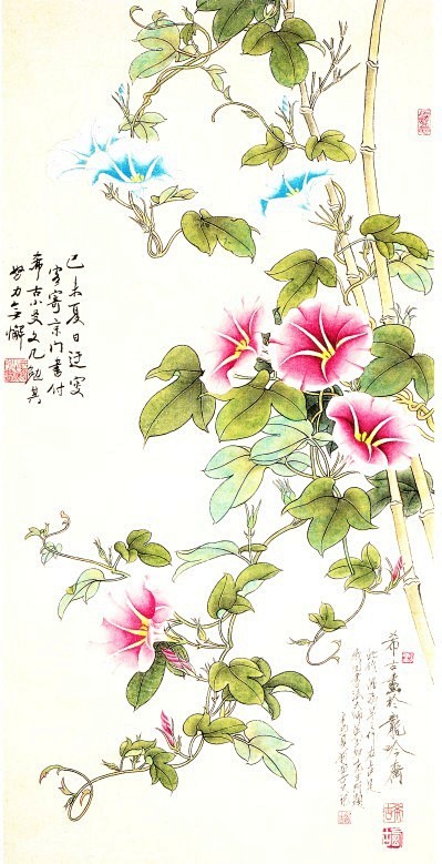 牵牛花