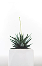 Aloe Vera plant on white vase