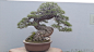 宁波绿野山庄的盆景1 - 松柏盆景欣赏(Pine and cypress penjing) - 盆景艺术在线论坛 -