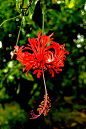 绿植 花草  吊灯扶桑(Hibiscus schizopetalus (Mast.…