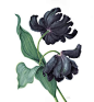 Black Parrot Tulip 黑鹦鹉郁金香

