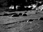 General 4000x3000 wooden surface photography trees monochrome money macro