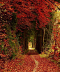 Autumn Tree Tunnel, Bavaria, Germany
photo via besttravelphotos