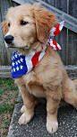 patriotic Golden Retriever....