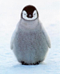 baby penguin | Amazingly Cute Animals | Pinterest