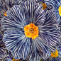The Zebra Blue Primrose is not color enhanced.... this is the way they grow. Holy cow!