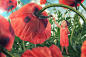 John Wilhelm is a photoholic在 500px 上的照片The poppy dress