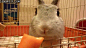 小兔子吃胡萝卜，被这速度惊呆了 



