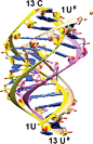 黄色的是磷酸骨架RNA双螺旋，粉色和金色的两条链是肽键骨架RNA双螺旋
