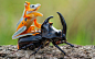 Yeeee-haw! A flying frog looks like a rodeo rider as it effortlessly climbs onto a the back of a woodboring beetle. The photo was taken by wildlife specialist Hendy Mp in Sambas, IndonesiaPicture: Hendy MP/Solent News & Photo AgencyI stopped posting p