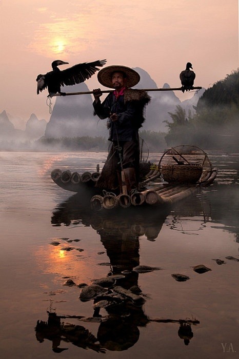 中国桂林鸬鹚捕鱼