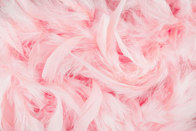 堆放的粉色羽毛