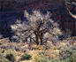 Christopher Burkett - Cottonwood in Light