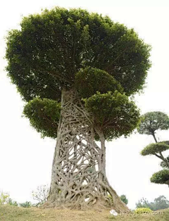 仙酱酱酱、酱采集到【场景】-真实植物