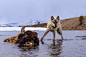 Picture of a wolf in a river feeding on a bison carcass  