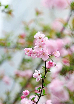 感觉有些不对采集到闲野疏影【花草】