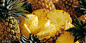 海南金钻凤梨丨每一颗的成熟，都要经历整整500天的漫长时间，积累了充足的养分，果肉才能更饱满更熟软。